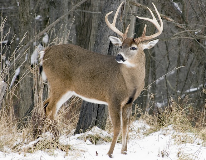 DEER HUNTING PREVIEW: Herd strong, optimism high for season