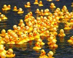Buy your ‘lucky’ duck tickets for Saturday’s race