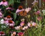 Scout builds butterfly garden in Salem park